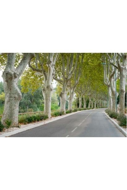 Платан кленолистий